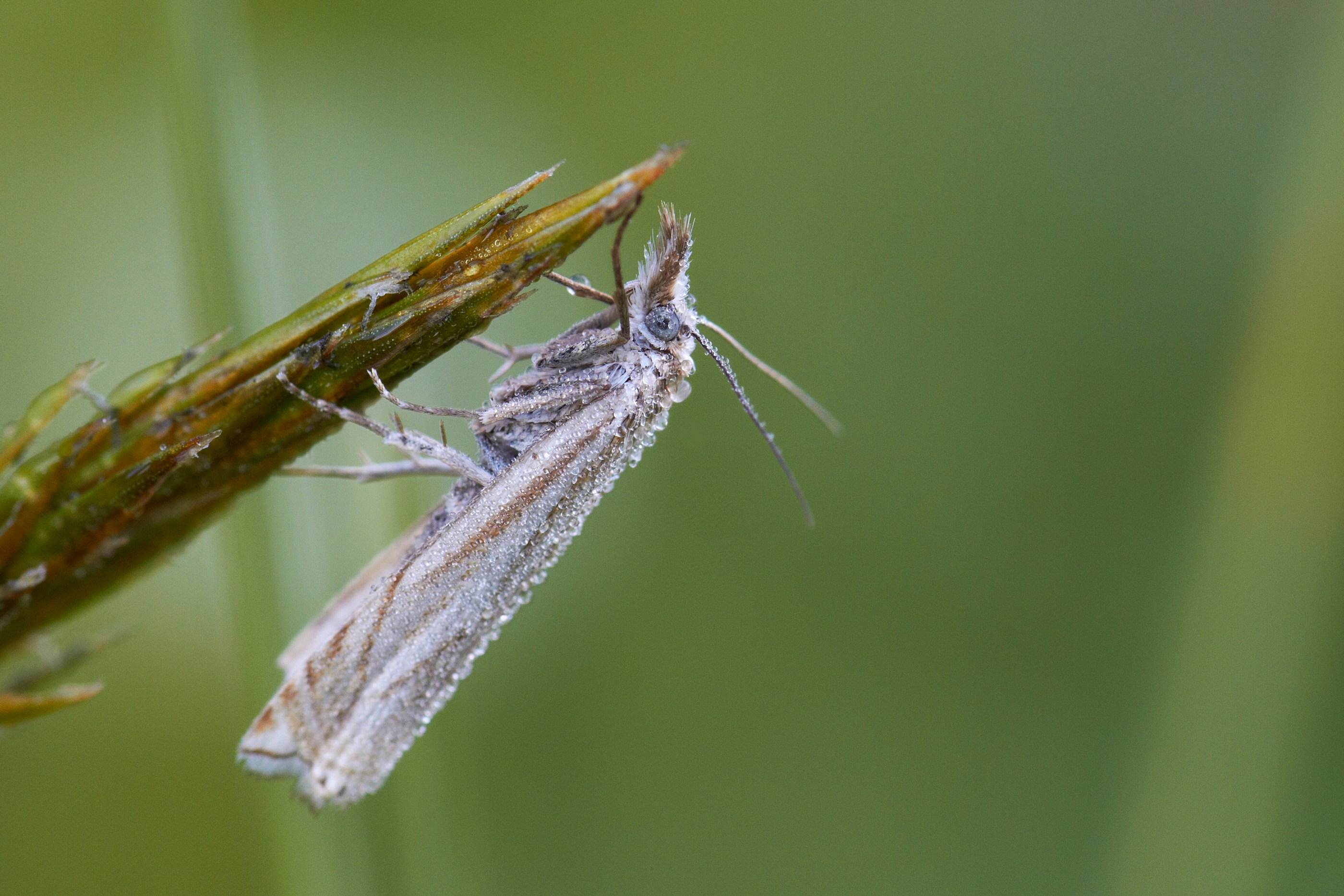 Rispengraszünsler   Chrysoteuchia culmella   014